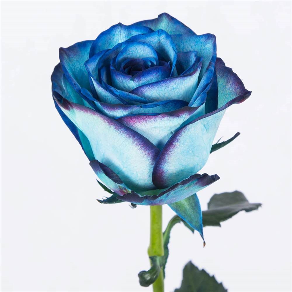 Dutch blue rose branch